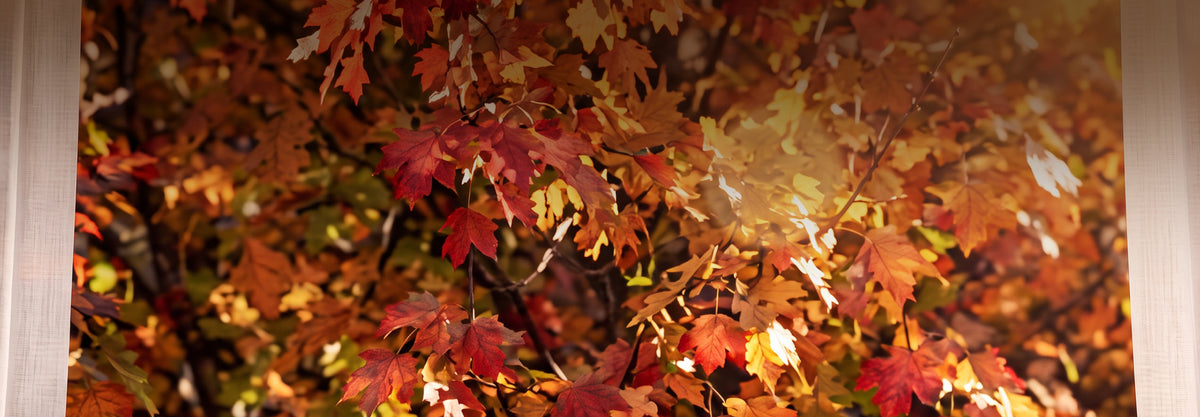 Your fall reset starts here.